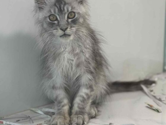 Silver Smoke Maine Coon Kitten