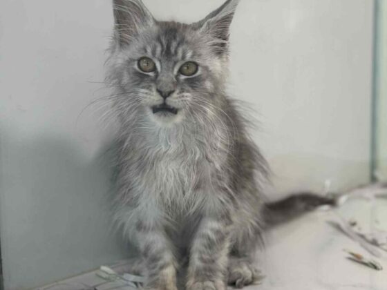 Silver Smoke Maine Coon Kitten for Sale in Miami
