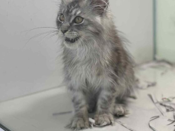 Maine Coon Male Kitten - Silver Smoke