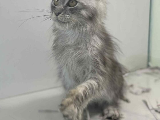 Picture of a Silver Smoke Maine Coon kitten in Florida