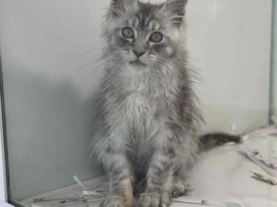 Available Maine Coon Kitten for Sale in Miami