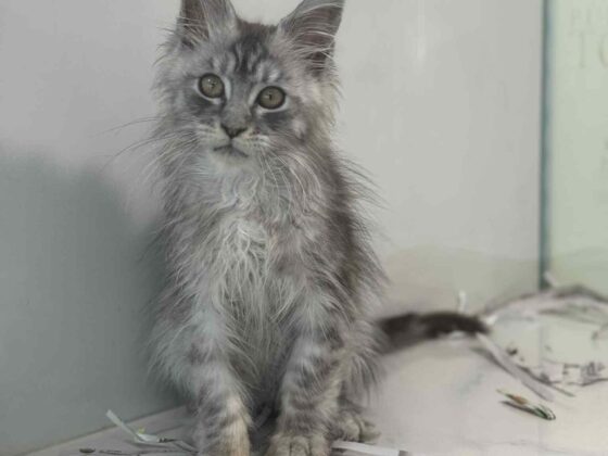 Silver Maine Coon Kitten in Miami