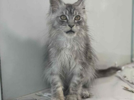 Silver Maine Coon Kitten for Sale in Miami