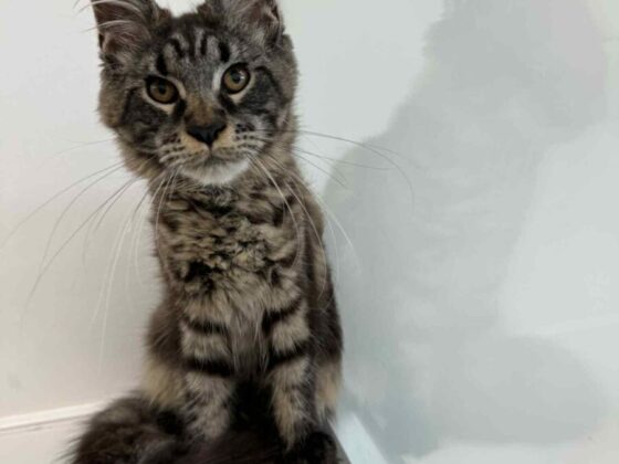 Female Main Coon Kittens for Sale in Florida