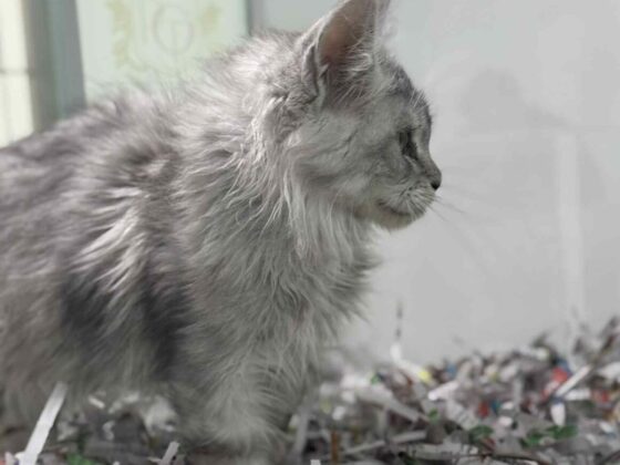 Silver Tabby Ns22 Maine Coon Kitten Available in Miami