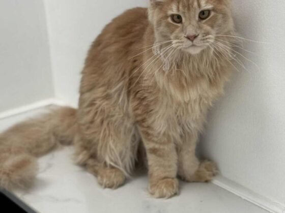 Red Maine Coon Kittens for Sale - Male