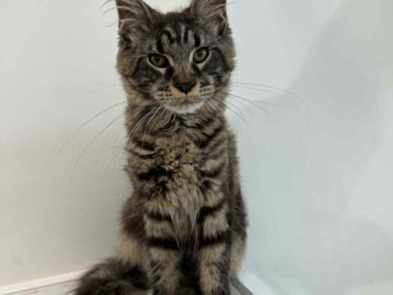 Black Maine Coon Kitten - Female