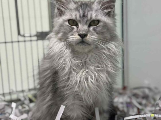Silver Female Maine Coon Kitten Available in Florida