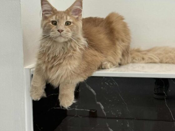 Red Maine Coon Cats for Sale in Florida