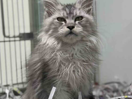 Silver Female Maine Coon Kitten for Sale in Miami