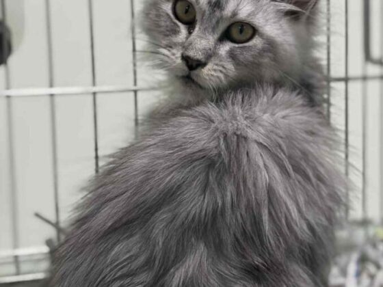 Available Silver Female Maine Coon Kitten
