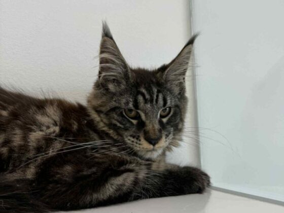 Maine Coons for Sale in Florida