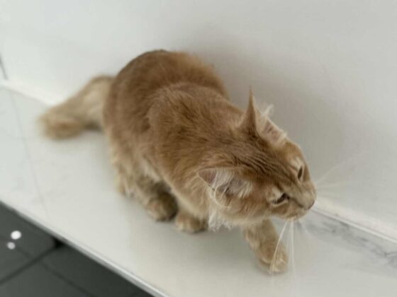 Red Male Maine Coon Kitten for Sale in Florida