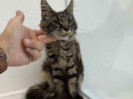 Florida Maine Coon Kitten for Sale