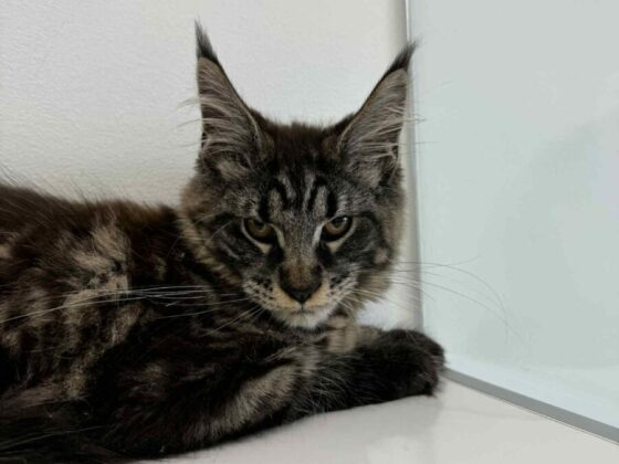 Maine Coons for Sale in Miami