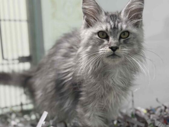 Silver Tabby Maine Coon Female Kitten for Sale in Miami