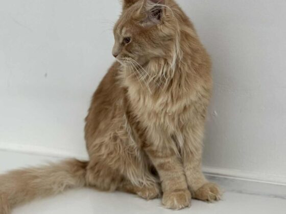 Red Male DS25 Maine Coon Male Kitten for Sale in Miami