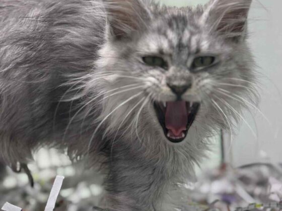 Silver Maine Coon Female Kitten for Sale in Florida