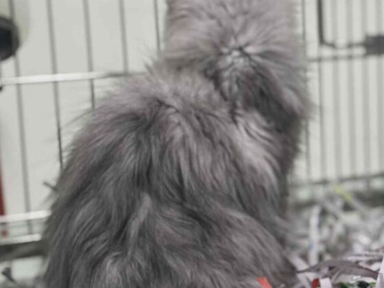 Back of a Silver Female Maine Coon Kitten