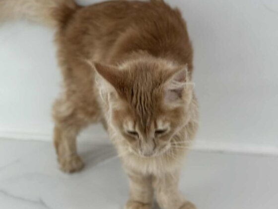Red Maine Coons for Sale in Miami