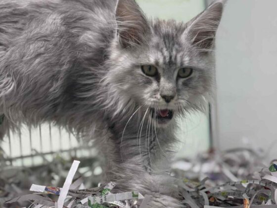 Available Maine Coons for Sale in Florida