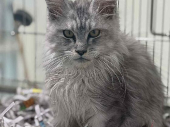 Silver Tabby Ns22 Female Maine Coon Kitten for Sale