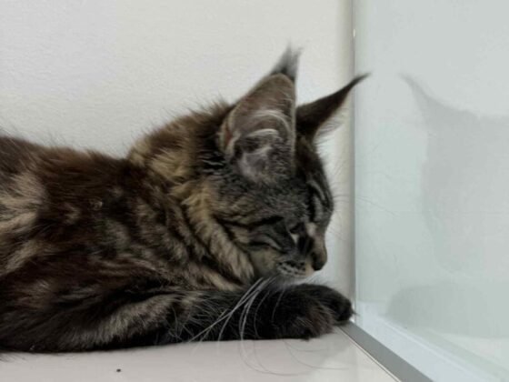 Maine Coons for Sale in Florida