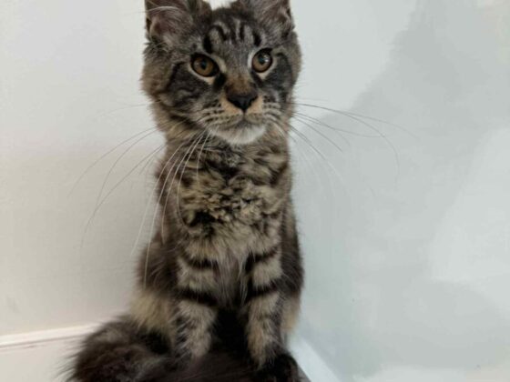 Black Female Maine Coon Kitten