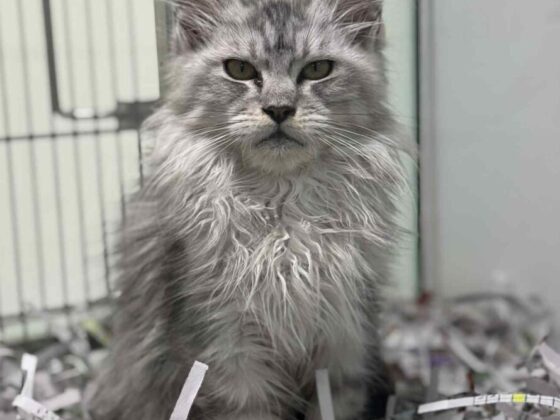 Silver Tabby Ns22 Female Maine Coon Kitten for Sale in Miami