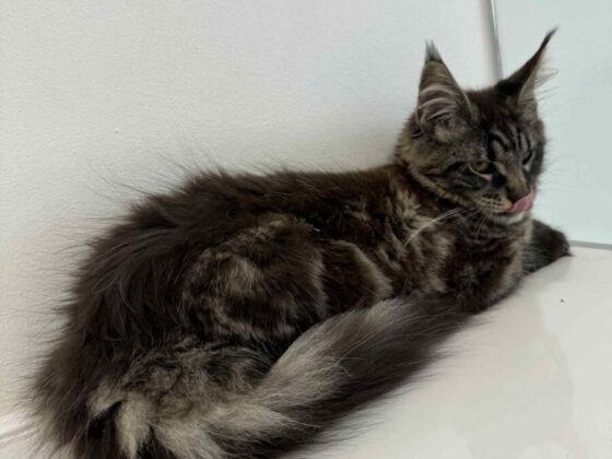 Female Maine Coons for Sale in Miami