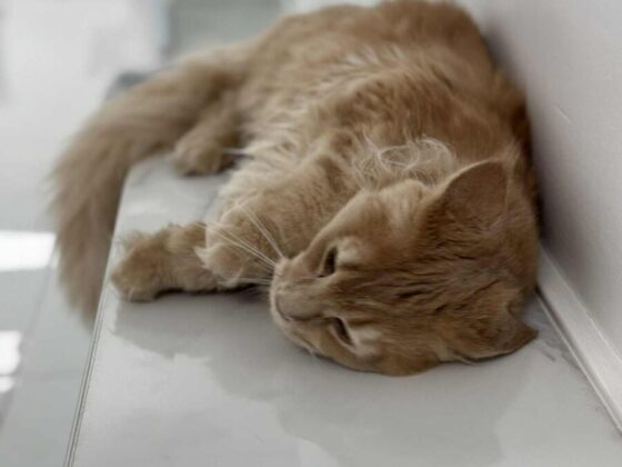 Red Maine Coon Kittens in Miami